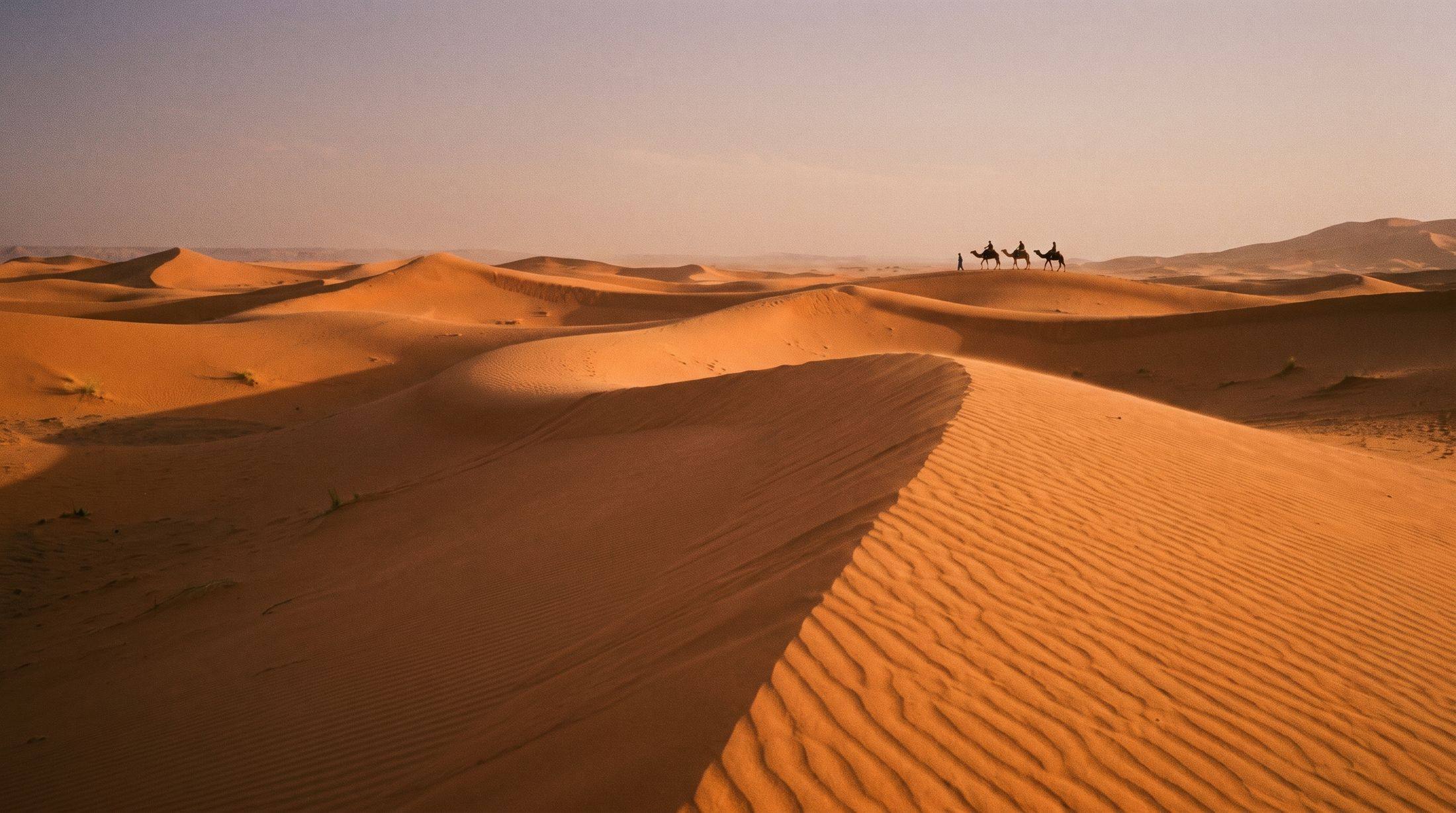 A line of camels on the crest of large orange sand dunes in the evening light